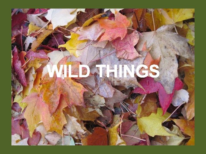 WILD THINGS 