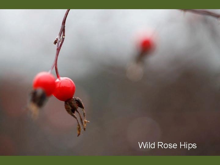 Wild Rose Hips 