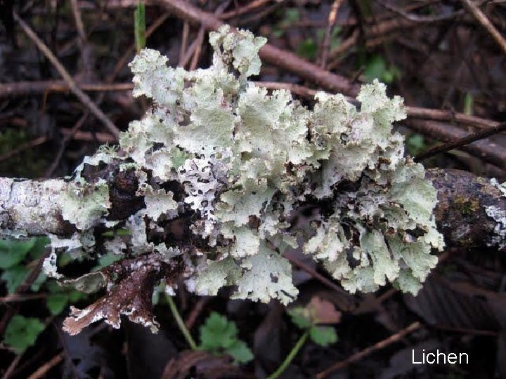 Lichen 