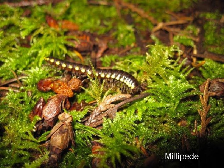 Millipede 