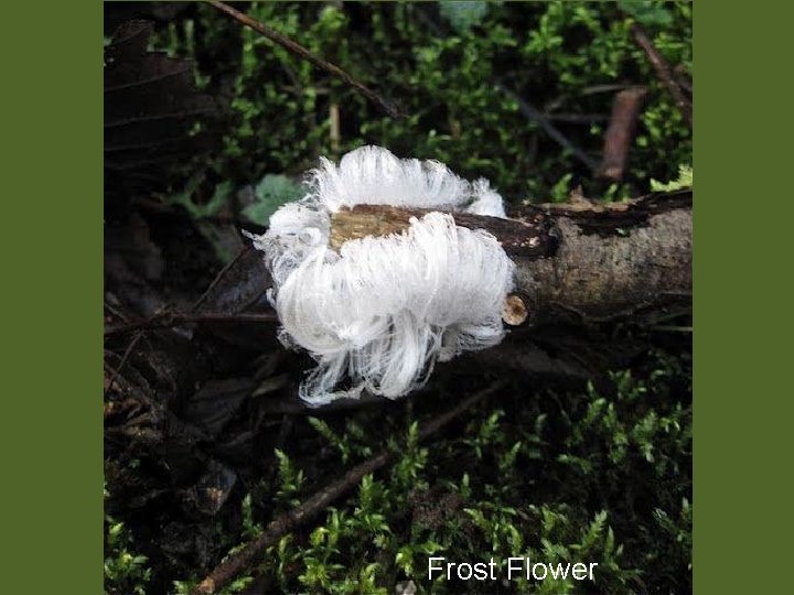 Frost Flower 