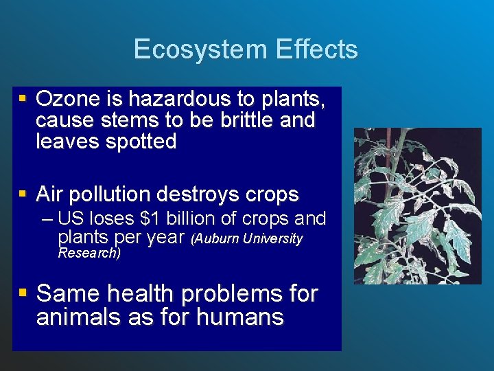 Ecosystem Effects § Ozone is hazardous to plants, cause stems to be brittle and