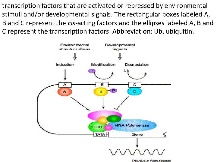 transcription factors that are activated or repressed by environmental stimuli and/or developmental signals. The