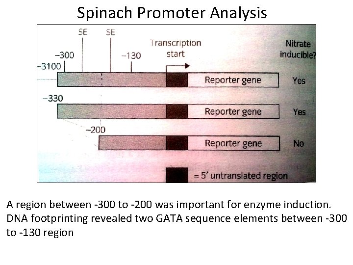 Spinach Promoter Analysis A region between -300 to -200 was important for enzyme induction.