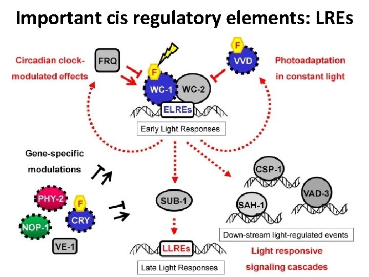 Important cis regulatory elements: LREs 