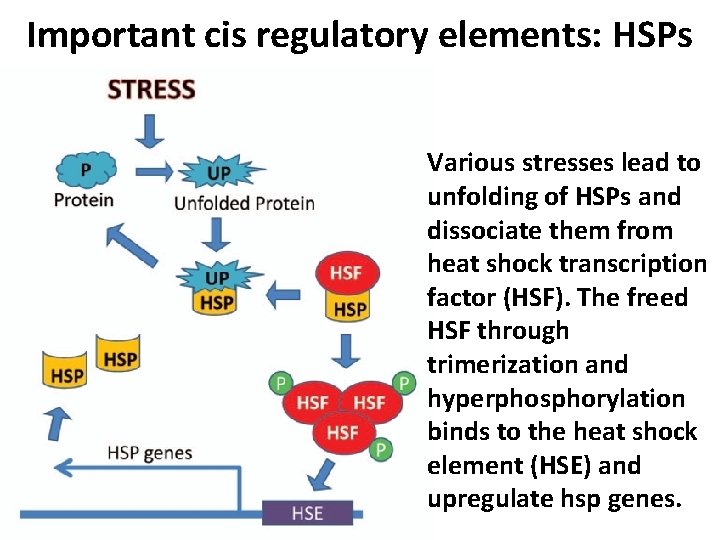 Important cis regulatory elements: HSPs Various stresses lead to unfolding of HSPs and dissociate