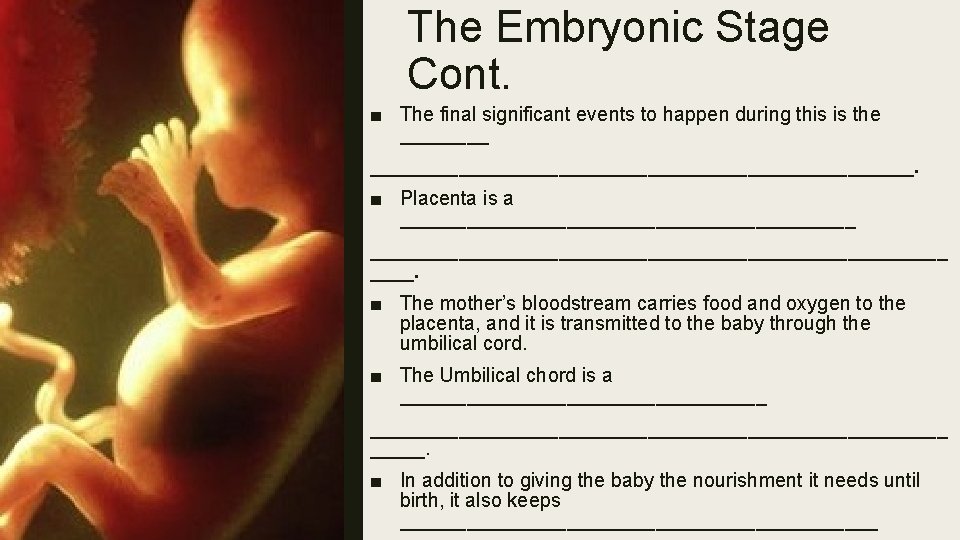 The Embryonic Stage Cont. ■ The final significant events to happen during this is
