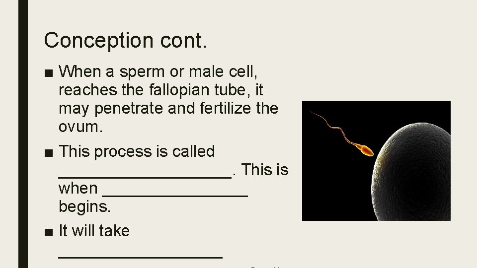 Conception cont. ■ When a sperm or male cell, reaches the fallopian tube, it