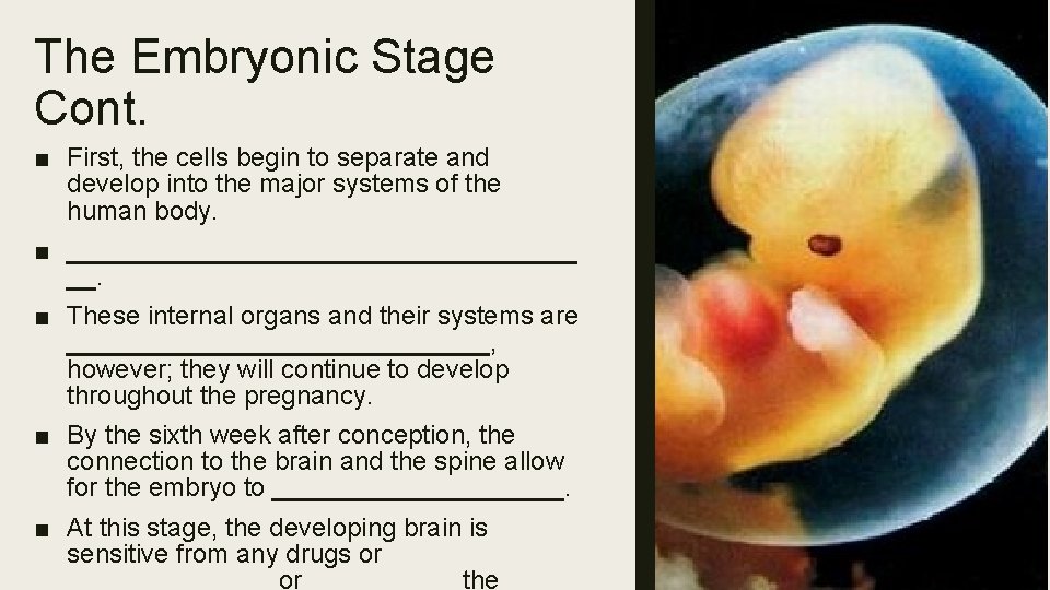 The Embryonic Stage Cont. ■ First, the cells begin to separate and develop into