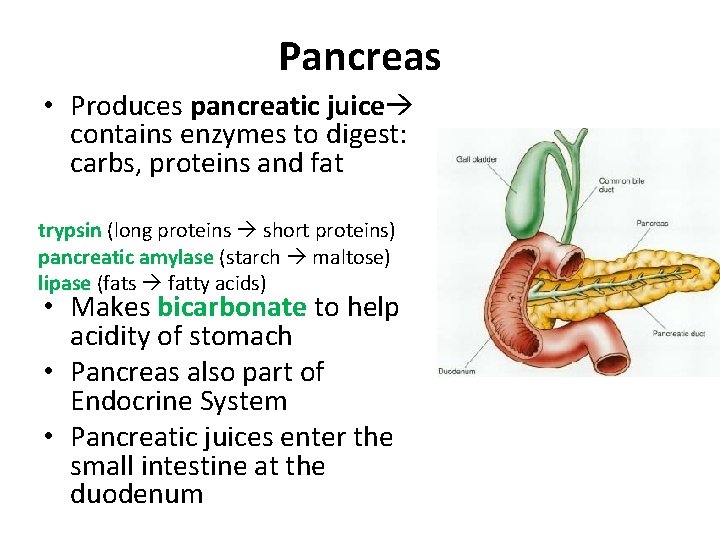 Pancreas • Produces pancreatic juice contains enzymes to digest: carbs, proteins and fat trypsin