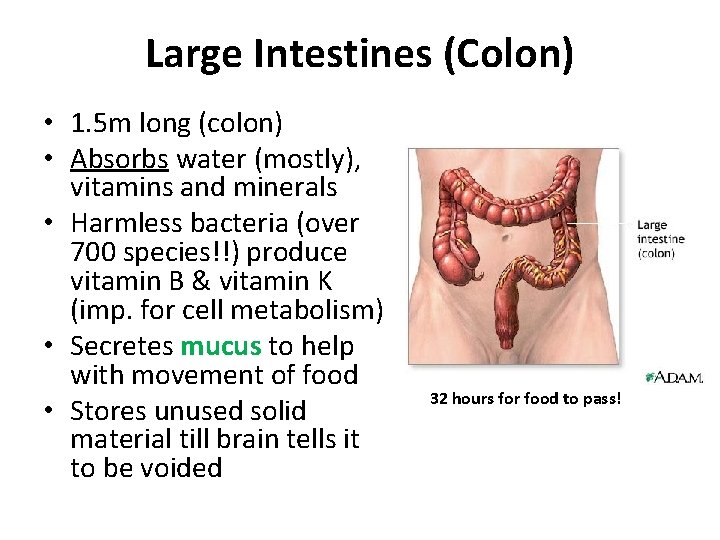 Large Intestines (Colon) • 1. 5 m long (colon) • Absorbs water (mostly), vitamins