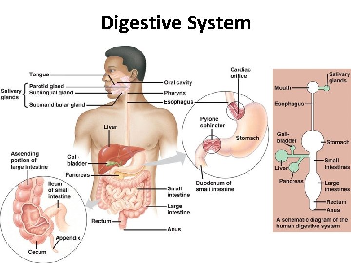 Digestive System 