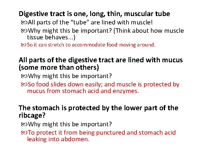 Digestive tract is one, long, thin, muscular tube All parts of the “tube” are