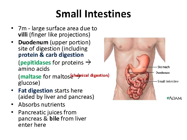 Small Intestines • 7 m - large surface area due to villi (finger like