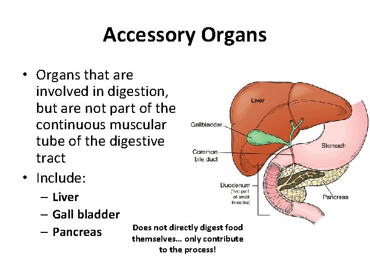 Accessory Organs • Organs that are involved in digestion, but are not part of