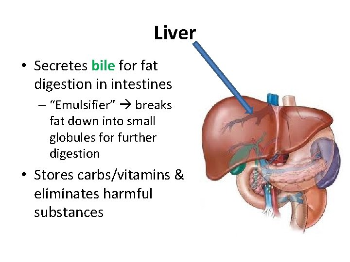 Liver • Secretes bile for fat digestion in intestines – “Emulsifier” breaks fat down