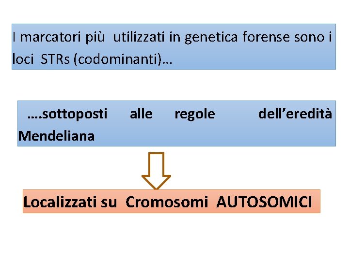 I marcatori più utilizzati in genetica forense sono i loci STRs (codominanti)… …. sottoposti