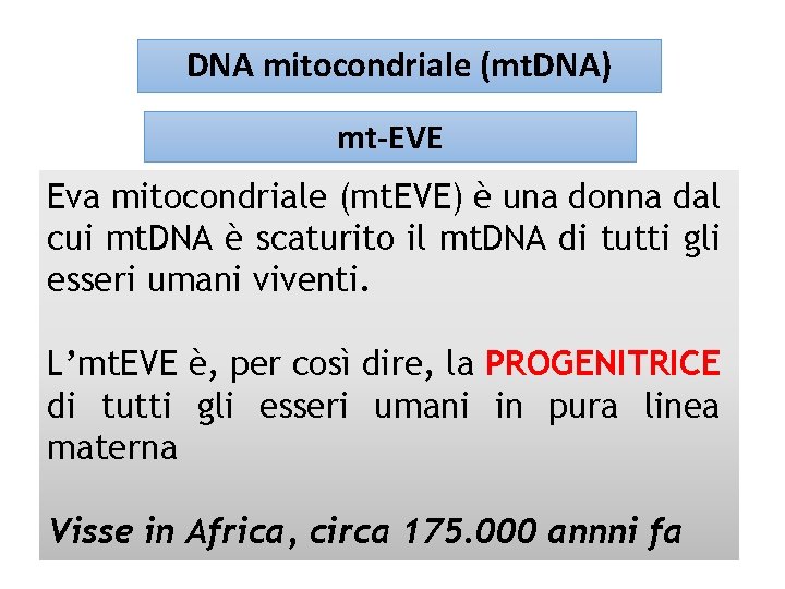 DNA mitocondriale (mt. DNA) mt-EVE Eva mitocondriale (mt. EVE) è una donna dal cui