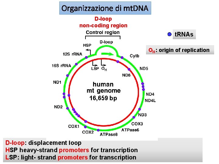 Organizzazione di mt. DNA D-loop non-coding region t. RNAs OH: origin of replication 16,