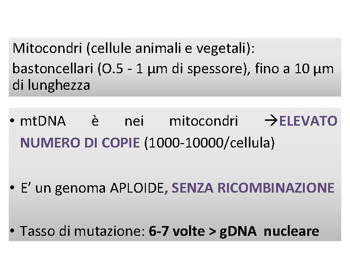 Mitocondri (cellule animali e vegetali): bastoncellari (O. 5 - 1 µm di spessore), fino