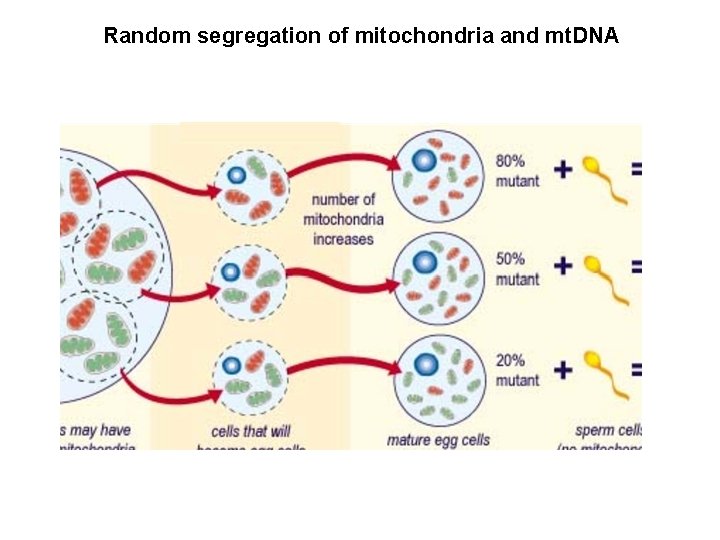 Random segregation of mitochondria and mt. DNA 