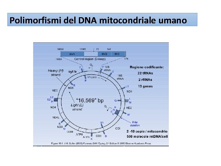 Polimorfismi del DNA mitocondriale umano 