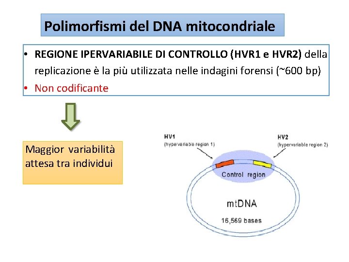 Polimorfismi del DNA mitocondriale • REGIONE IPERVARIABILE DI CONTROLLO (HVR 1 e HVR 2)