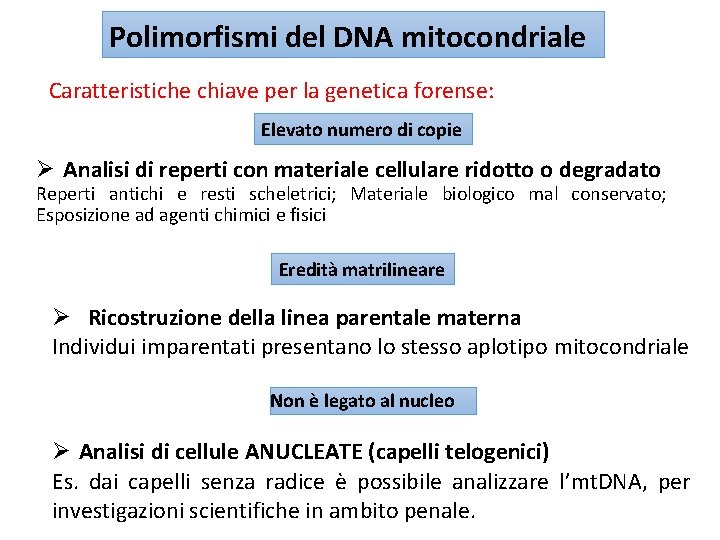 Polimorfismi del DNA mitocondriale Caratteristiche chiave per la genetica forense: Elevato numero di copie