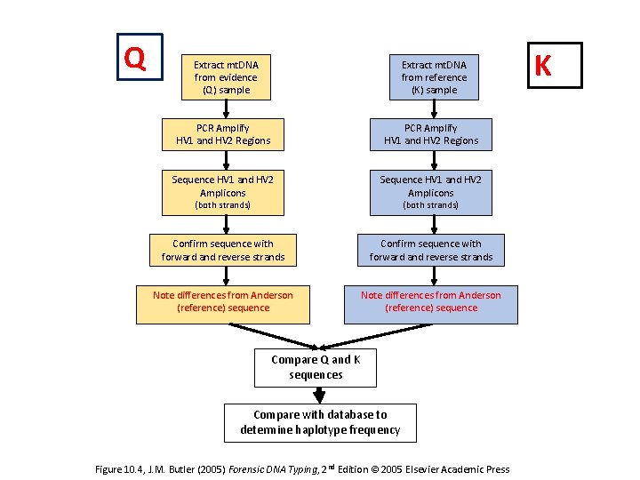 Q Extract mt. DNA from evidence (Q) sample Extract mt. DNA from reference (K)