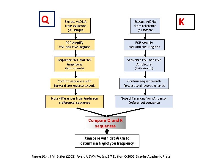 Q Extract mt. DNA from evidence (Q) sample Extract mt. DNA from reference (K)