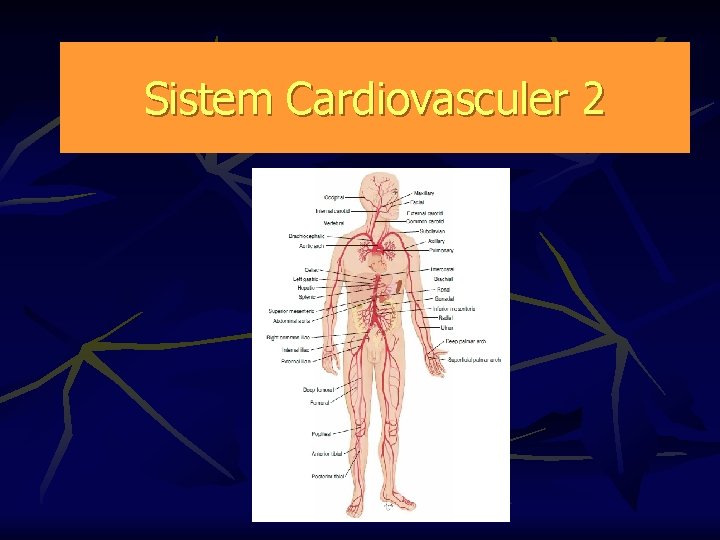 Sistem Cardiovasculer 2 