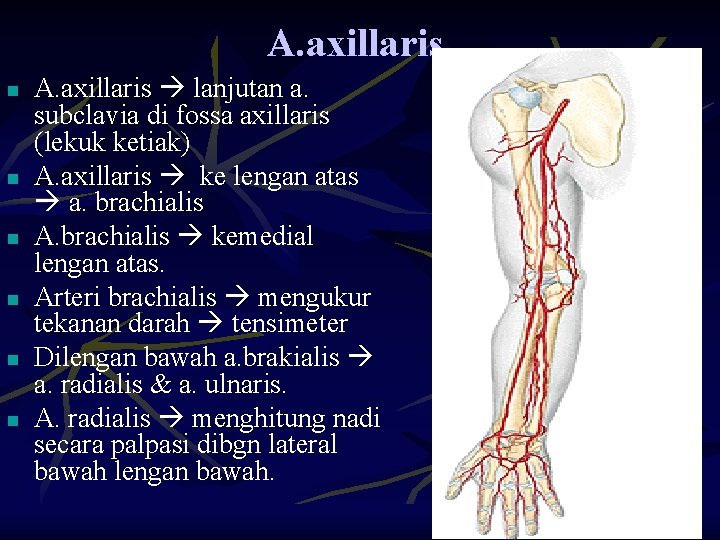 A. axillaris. n n n A. axillaris lanjutan a. subclavia di fossa axillaris (lekuk