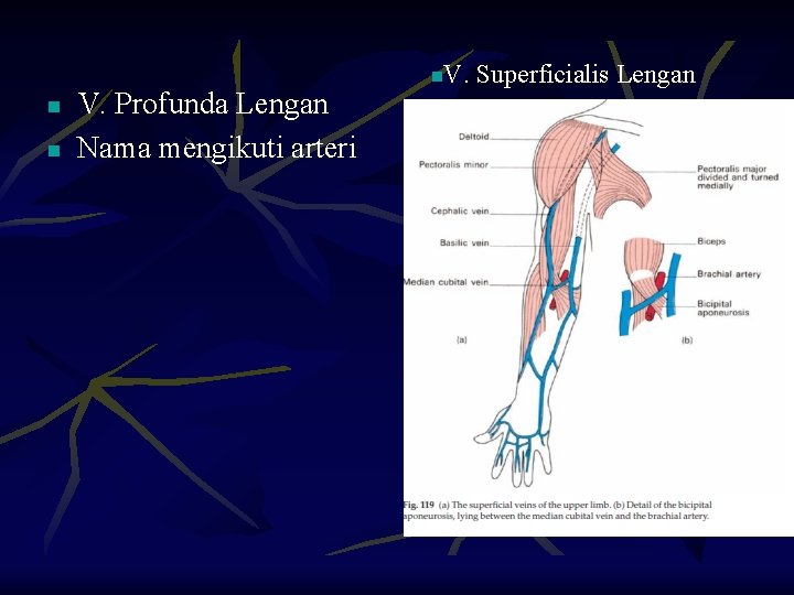 n n V. Profunda Lengan Nama mengikuti arteri n V. Superficialis Lengan 