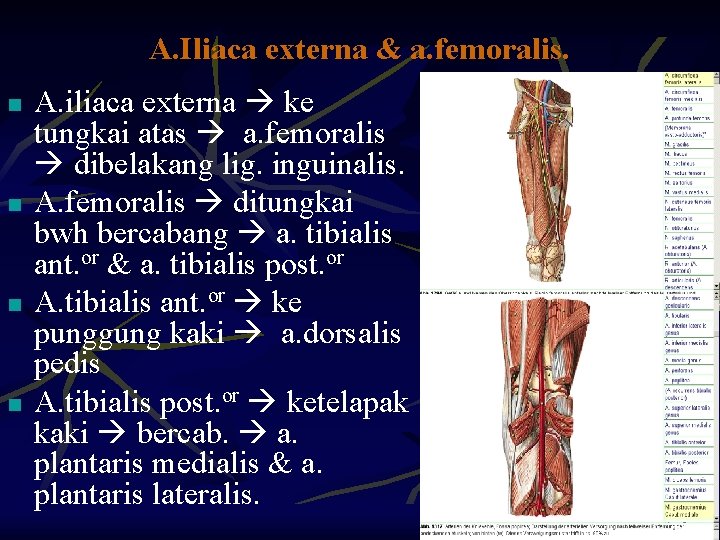 A. Iliaca externa & a. femoralis. n n A. iliaca externa ke tungkai atas