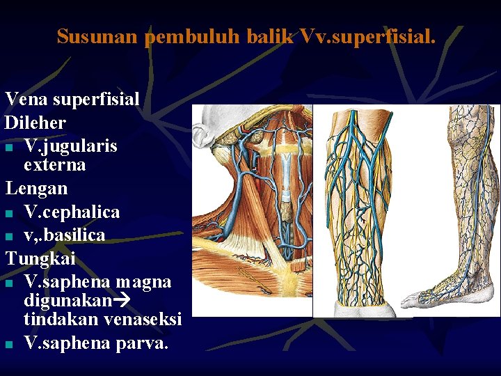 Susunan pembuluh balik Vv. superfisial. Vena superfisial Dileher n V. jugularis externa Lengan n