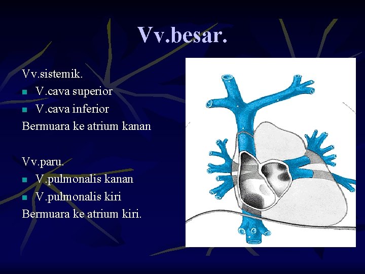 Vv. besar. Vv. sistemik. n V. cava superior n V. cava inferior Bermuara ke