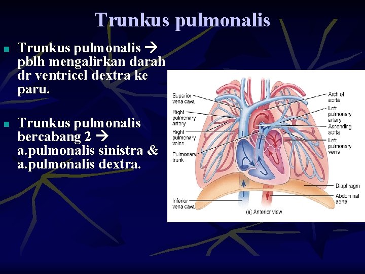 Trunkus pulmonalis n n Trunkus pulmonalis pblh mengalirkan darah dr ventricel dextra ke paru.