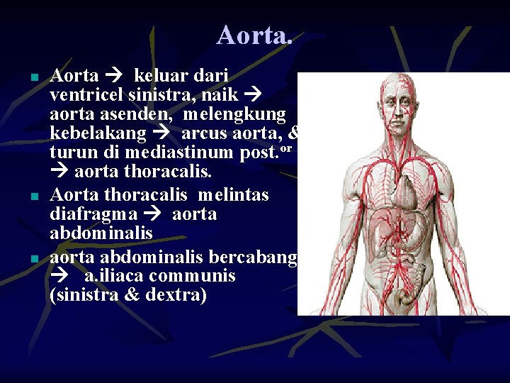 Aorta. n n n Aorta keluar dari ventricel sinistra, naik aorta asenden, melengkung kebelakang