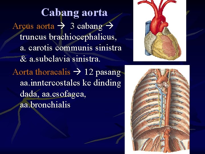 Cabang aorta Arcus aorta 3 cabang truncus brachiocephalicus, a. carotis communis sinistra & a.