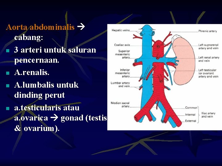 Aorta abdominalis cabang: n 3 arteri untuk saluran pencernaan. n A. renalis. n A.