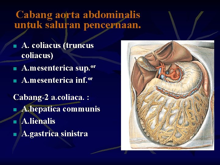 Cabang aorta abdominalis untuk saluran pencernaan. n n n A. coliacus (truncus coliacus) A.