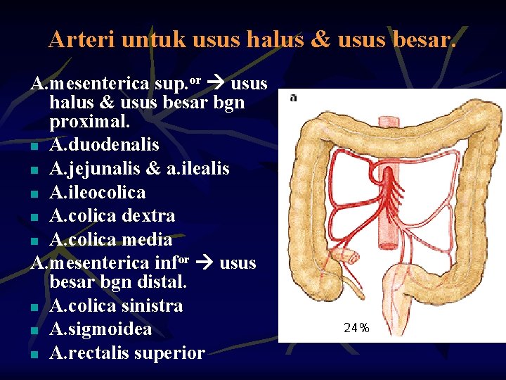 Arteri untuk usus halus & usus besar. A. mesenterica sup. or usus halus &