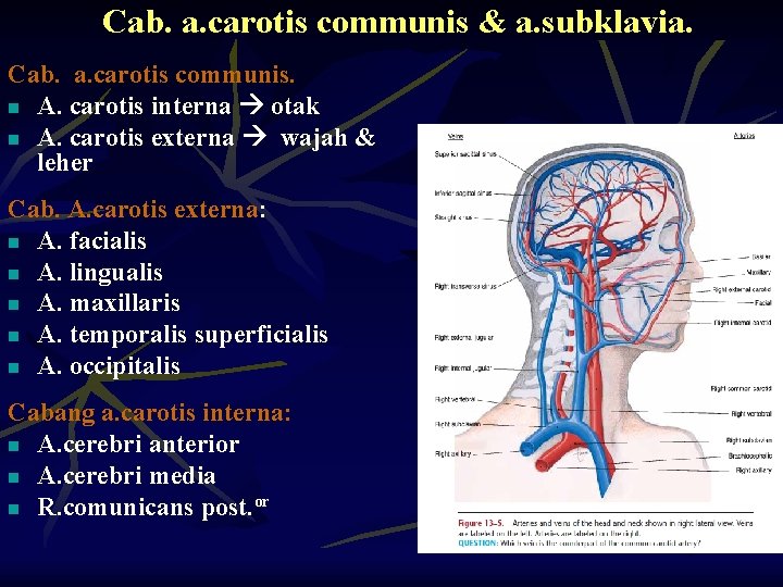 Cab. a. carotis communis & a. subklavia. Cab. a. carotis communis. n A. carotis