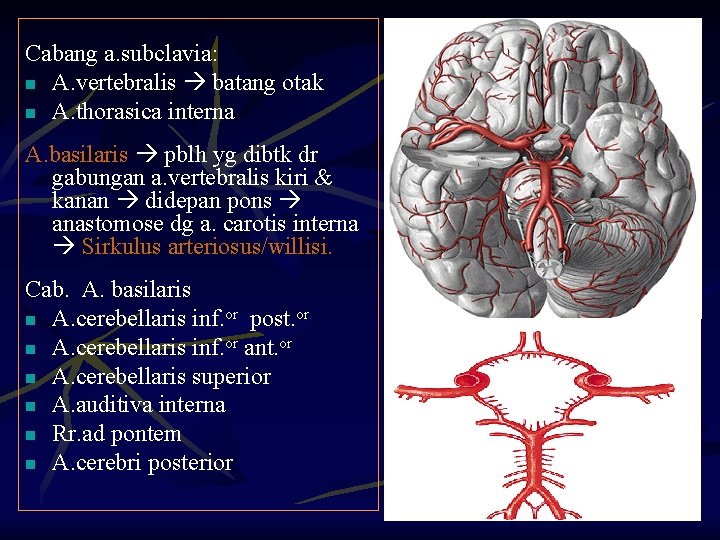 Cabang a. subclavia: n A. vertebralis batang otak n A. thorasica interna A. basilaris