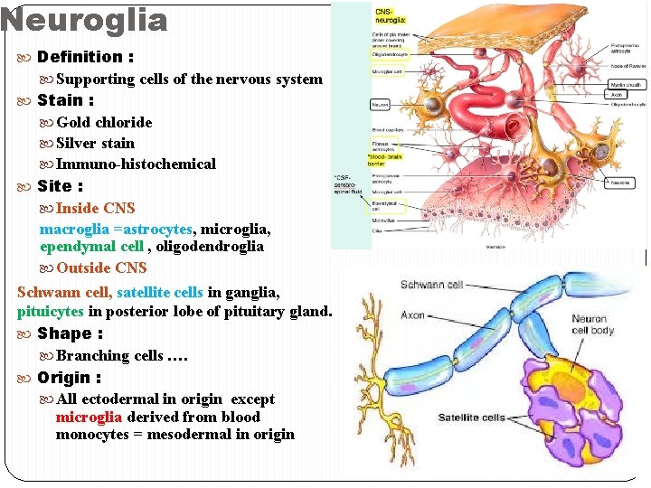 Neuroglia Definition : Supporting cells of the nervous system Stain : Gold chloride Silver Neuroglia Definition : Supporting cells of the nervous system Stain : Gold chloride Silver