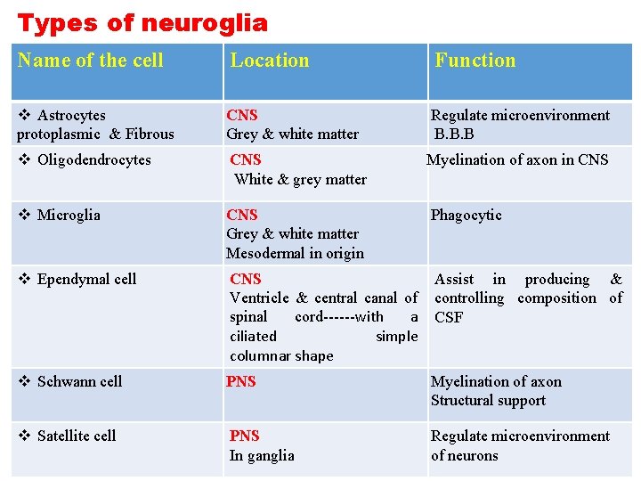 Types of neuroglia Name of the cell Location Function v Astrocytes protoplasmic & Fibrous Types of neuroglia Name of the cell Location Function v Astrocytes protoplasmic & Fibrous