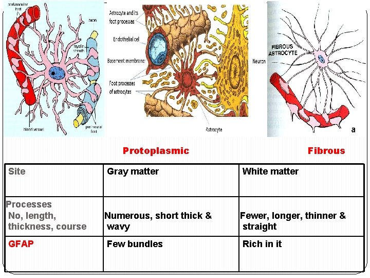 Protoplasmic Fibrous Site Gray matter White matter Processes No, length, thickness, course Numerous, short Protoplasmic Fibrous Site Gray matter White matter Processes No, length, thickness, course Numerous, short