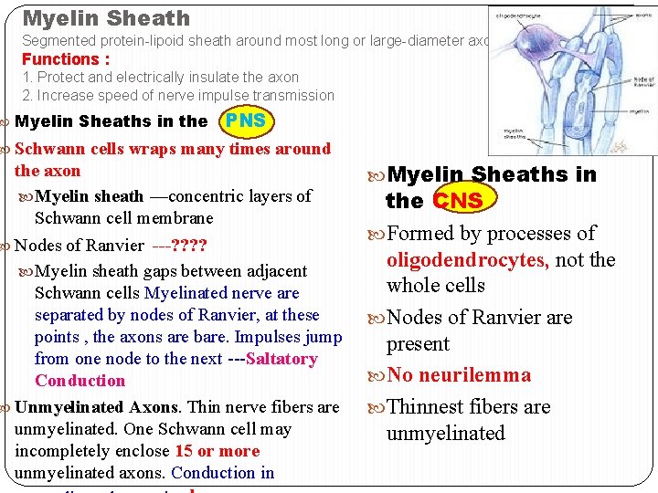 Myelin Sheath Segmented protein-lipoid sheath around most long or large-diameter axons Functions : 1. Myelin Sheath Segmented protein-lipoid sheath around most long or large-diameter axons Functions : 1.