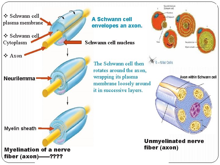 v Schwann cell plasma membrane v Schwann cell Cytoplasm A Schwann cell envelopes an v Schwann cell plasma membrane v Schwann cell Cytoplasm A Schwann cell envelopes an