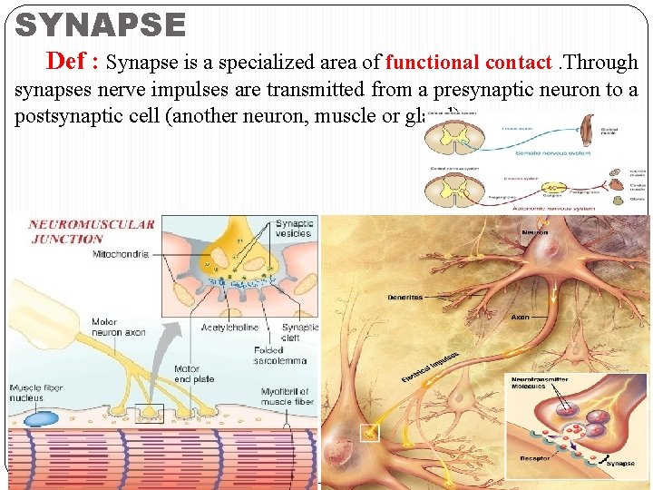 SYNAPSE Def : Synapse is a specialized area of functional contact. Through synapses nerve SYNAPSE Def : Synapse is a specialized area of functional contact. Through synapses nerve